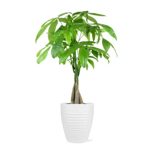 Just Add Ice 14" Tall Money Tree Live Plant in 5" Decorative Fiber Clay Pot